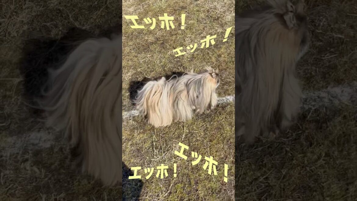 モフモフ後ろ姿で歩くペキニーズ#エッホエッホの歌 #ペキニーズ #癒し #pets #puppy