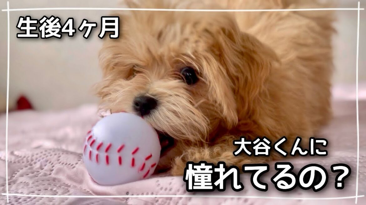 【生後4ヶ月】大谷くんに憧れるマルプー子犬 【生後4ヶ月】大谷くんに憧れるマルプー子犬