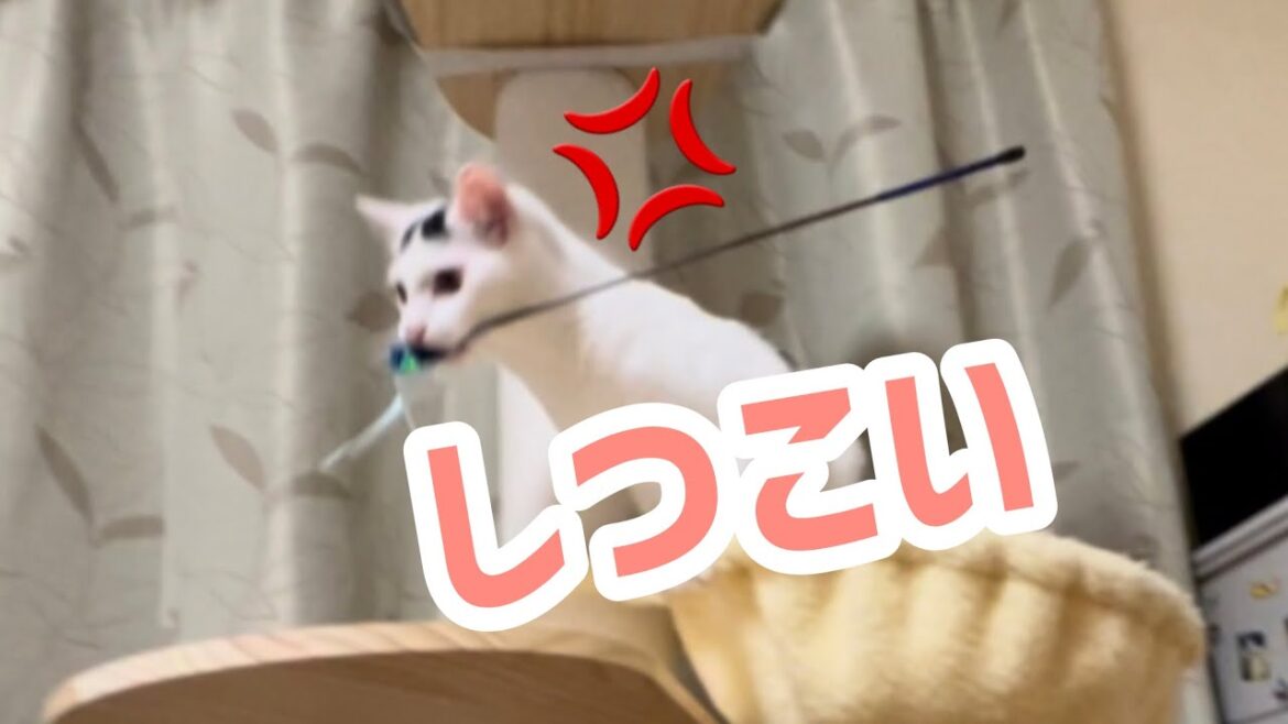 しつこいおじさんにミルクがブチギレ!#保護猫 #ねこ #猫のいる暮らし #ミルねーさん しつこいおじさんにミルクがブチギレ!#保護猫 #ねこ #猫のいる暮らし #ミルねーさん
