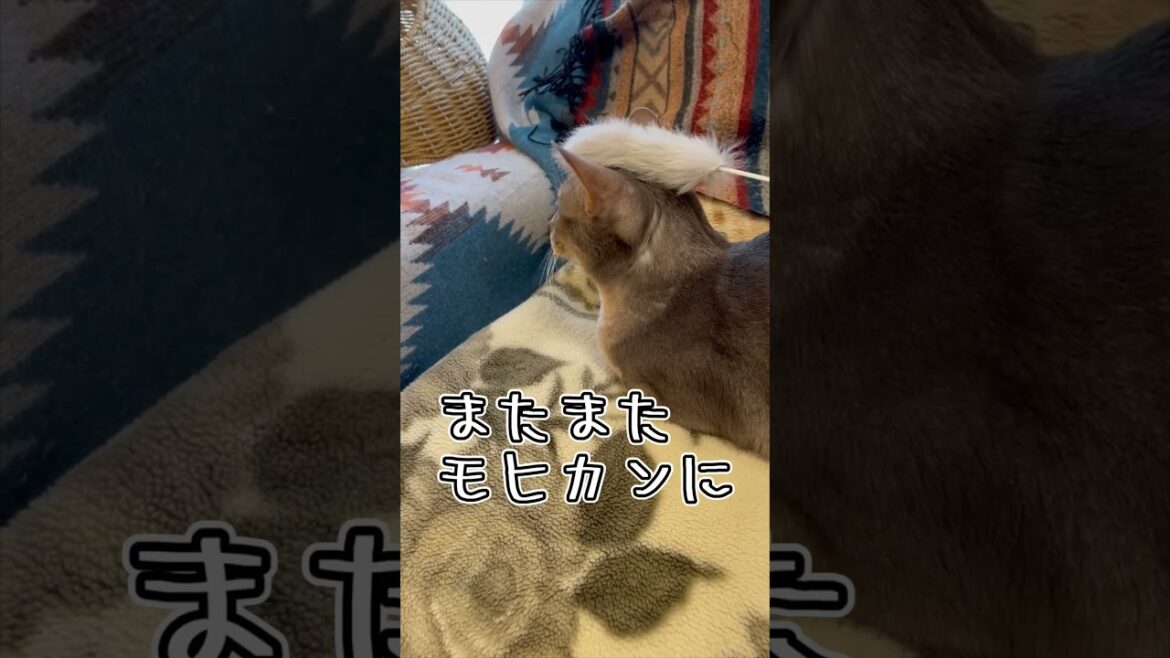 アビシニアンとは その45 猫じゃらしで髪型を決めちゃう猫 #shorts #猫 #アビシニアン