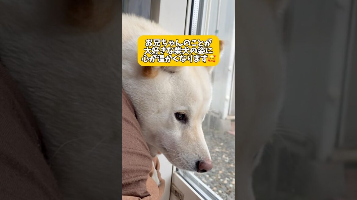 お兄ちゃんのことが大好きな柴犬の姿に心が温かくなります🥰　#shorts #柴犬 #犬 #dog