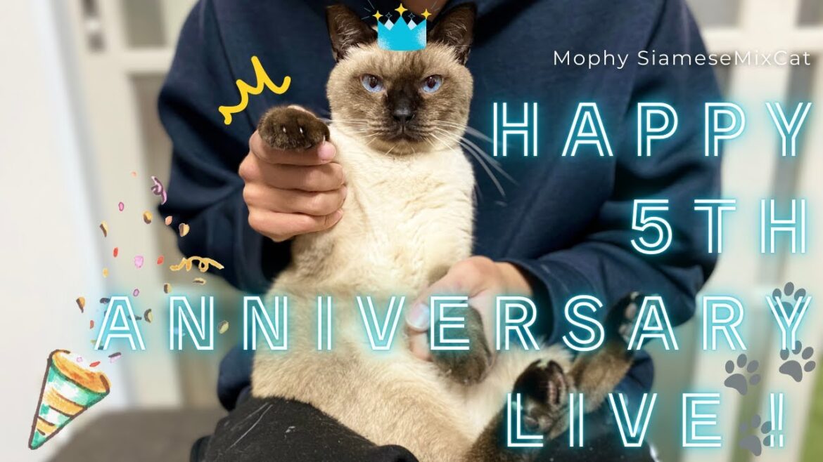 モフィちゃんお迎え5周年記念日!!【保護猫/シャム猫/シャムミックス&北欧猫/ノルウェージャンフォレストキャット】#cat #japanesecat モフィちゃんお迎え5周年記念日!!【保護猫/シャム猫/シャムミックス&北欧猫/ノルウェージャンフォレストキャット】#cat #japanesecat