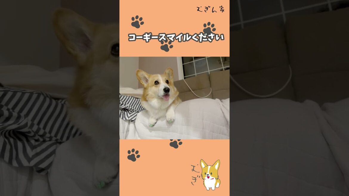 【コーギースマイル】目が合ったら笑ってくれるわんこ【コーギー犬】 #Short 【コーギースマイル】目が合ったら笑ってくれるわんこ【コーギー犬】 #Short