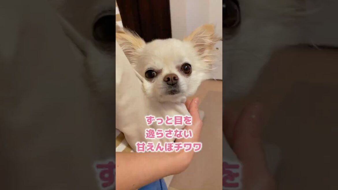 ずっと目を逸らさない甘えんぼチワワ #shorts