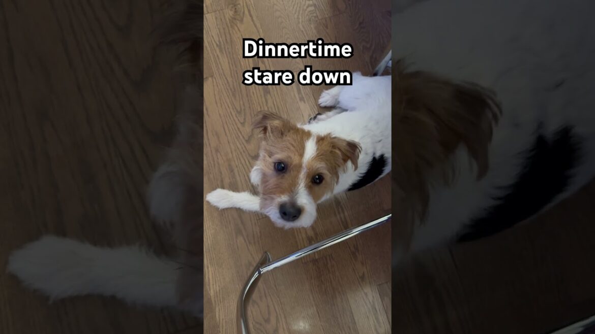 Henry the Jack Russell Terrier Dog Dinnertime Stare Down #dog #dogshorts #jackrussellterrier #dogs