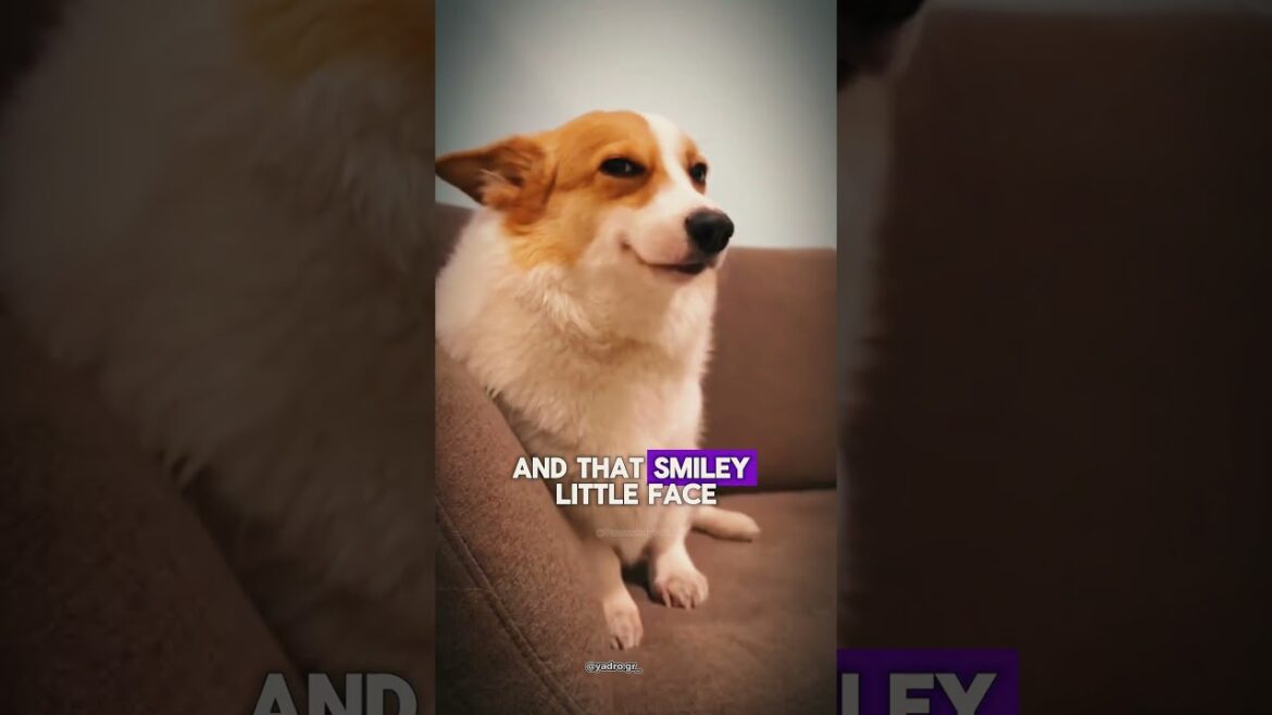 Corgi - Shittiest Dog Breed! #corgi #corgipuppy #dogbreeds #pets #dogs #corgifunny #corgilove