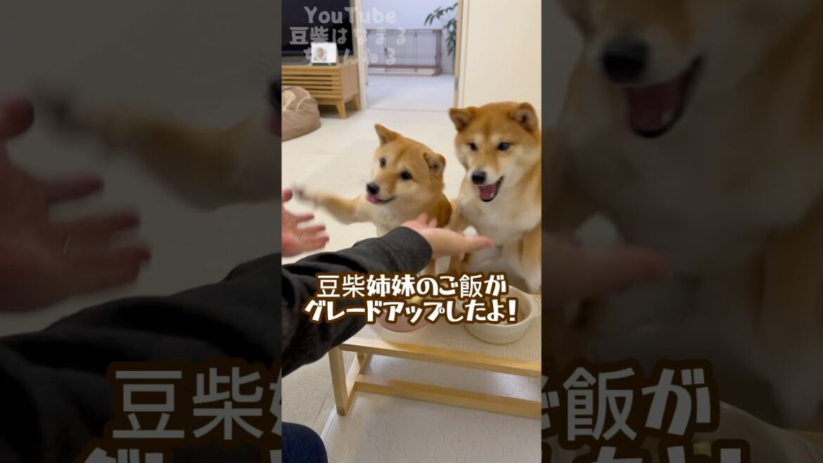 グレードアップしたご飯に大喜びの豆柴姉妹 #Shorts #shortvideo