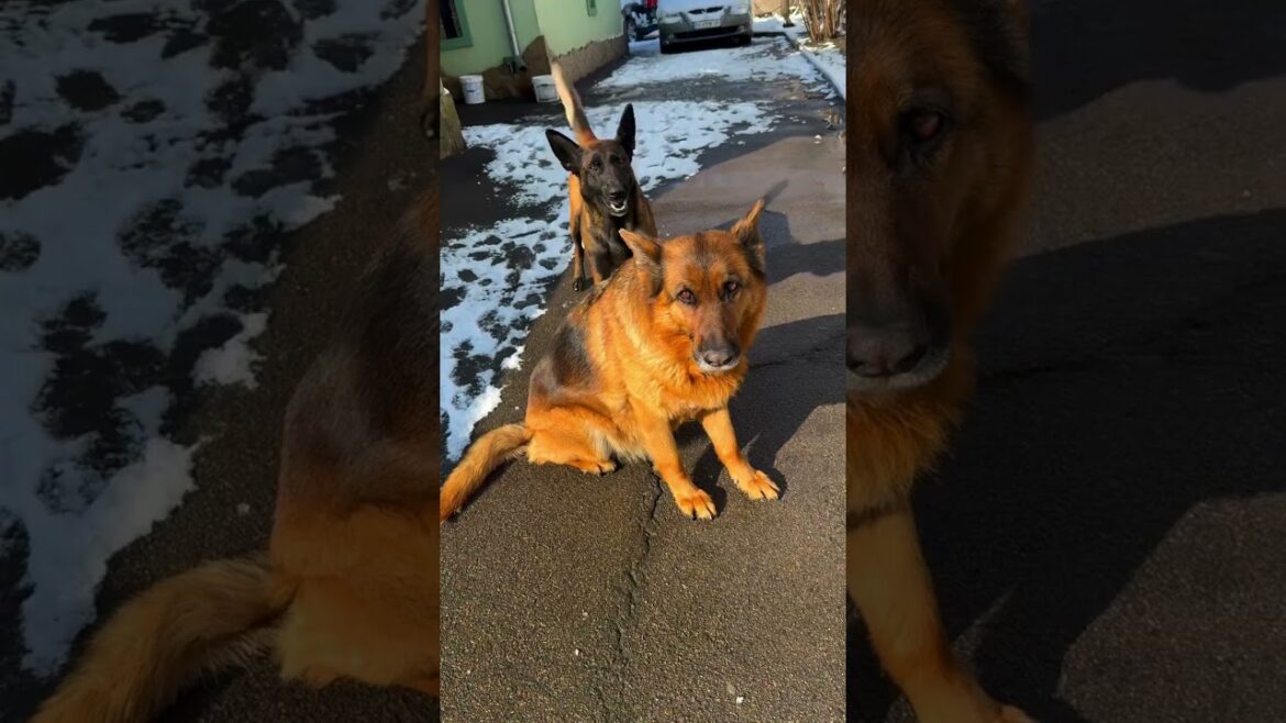 Jealous dog 💔 Jealous dog 💔