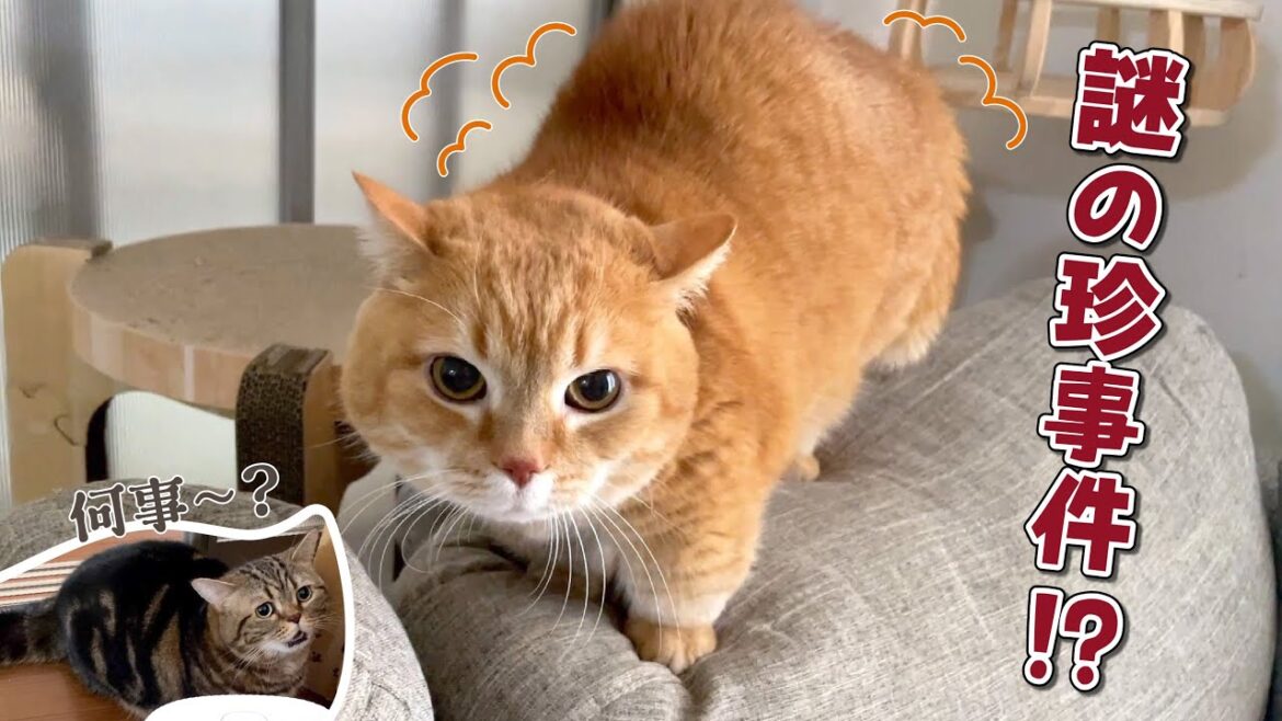 普段は温厚な猫の見たことない姿に驚きました…! 普段は温厚な猫の見たことない姿に驚きました…!