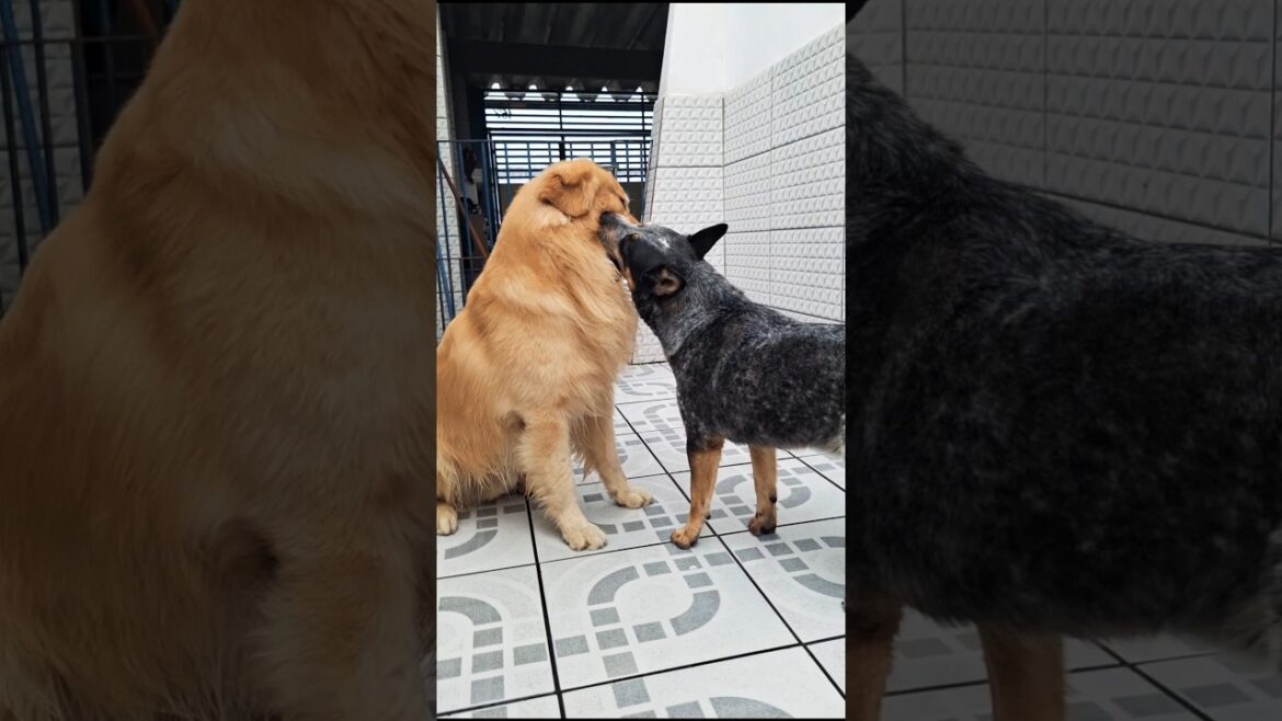 O amor é lindo 😆 tantas bolotas para brincar mas eles lutam por uma golden retrivier e blue heeler 🐾
