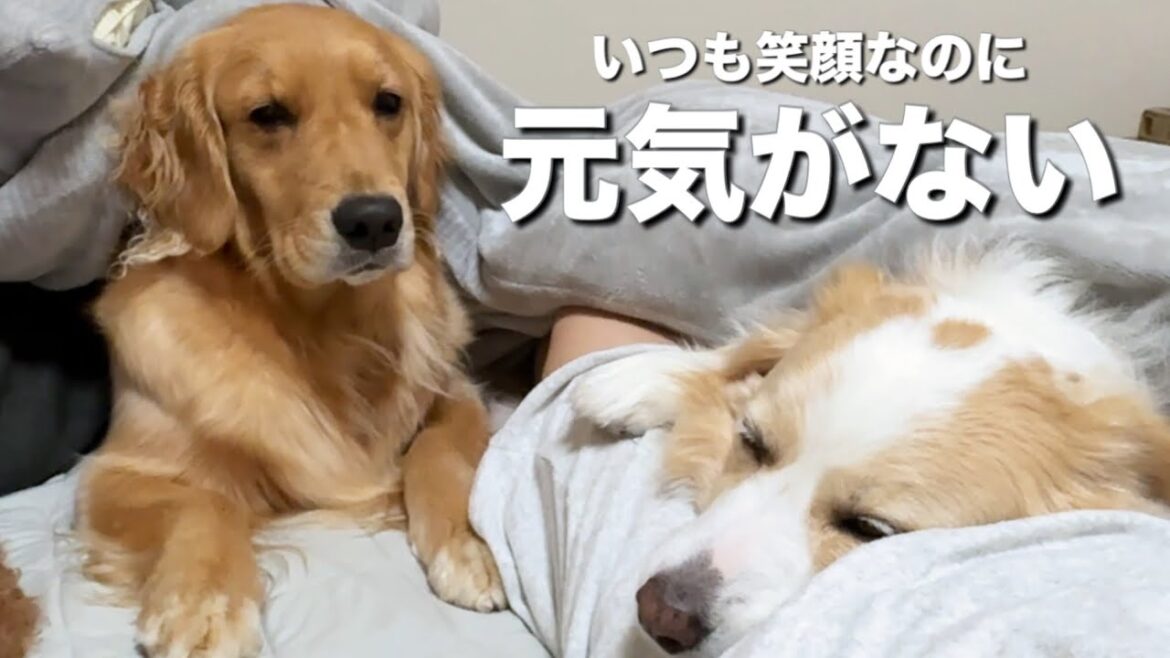 いつも笑顔な犬が、様子がおかしくなってしまう原因に悩んでます...【ボーダーコリー•ゴールデンレトリバー】