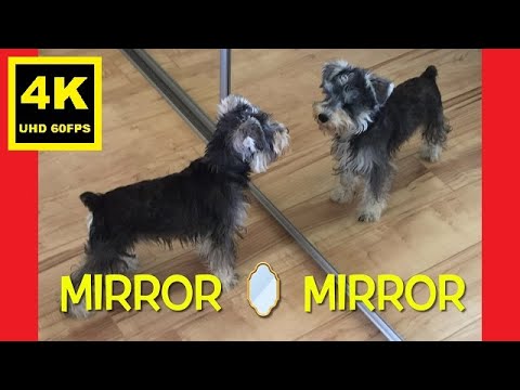 Mirror🪞Mirror  – Miniature Schnauzer Brothers Mirror🪞Mirror  - Miniature Schnauzer Brothers