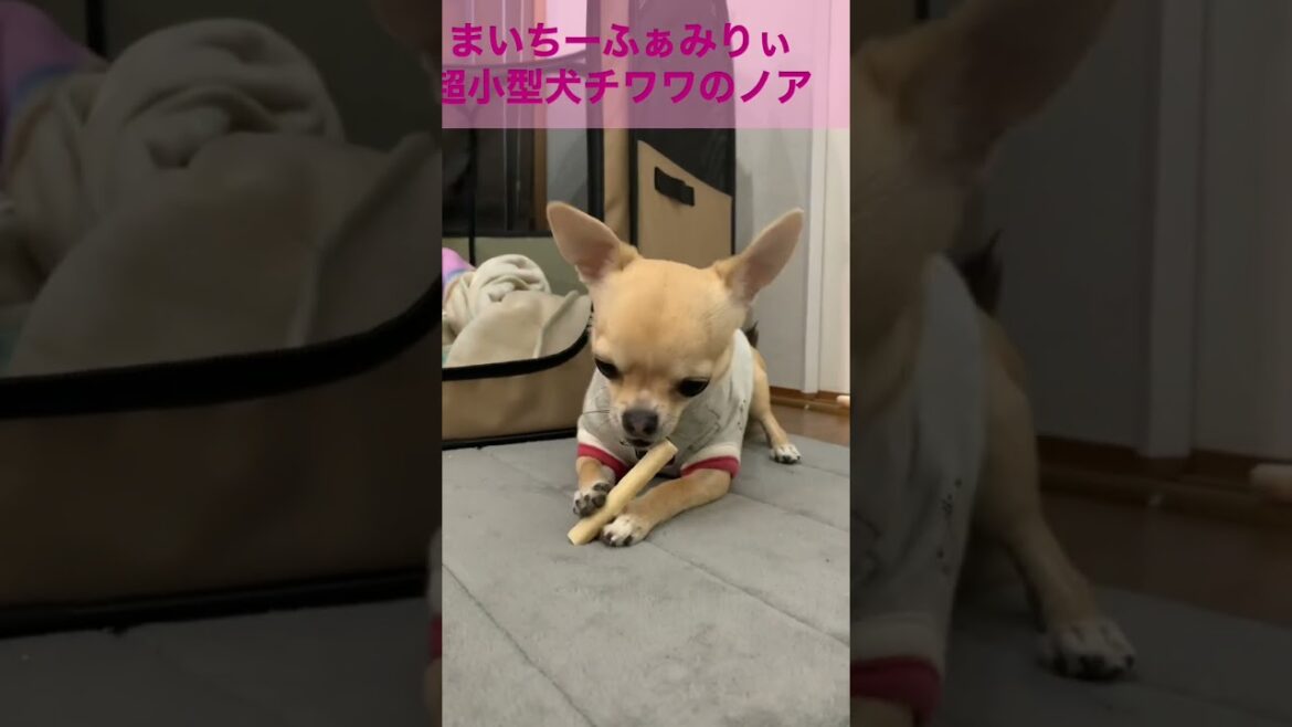 『チワワのノア』におやつをあげると・・かわいかった#shorts #chihuahua #超小型犬