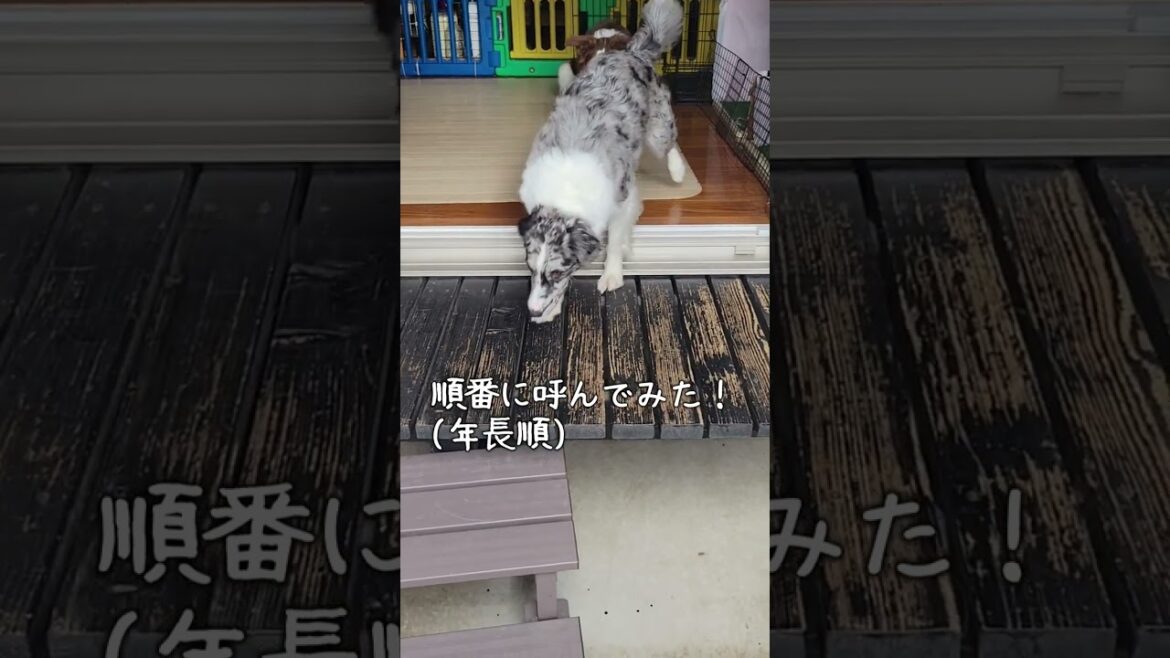 順番に呼んでみた！！【ボーダーコリー】