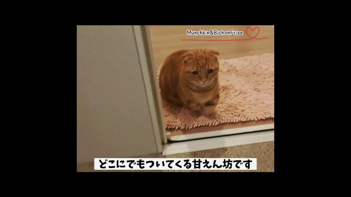 【マンチカン】お風呂の見守りが日課の甘えん坊猫 【犬と猫、両方飼ってると毎日かわいい♥】