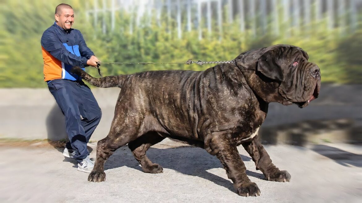 The 5 Heaviest Big Dog Breeds The 5 Heaviest Big Dog Breeds