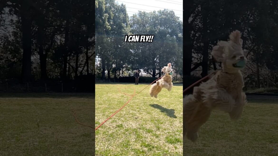 飛べるアメコカ！#アメコカ #アメリカンコッカースパニエル