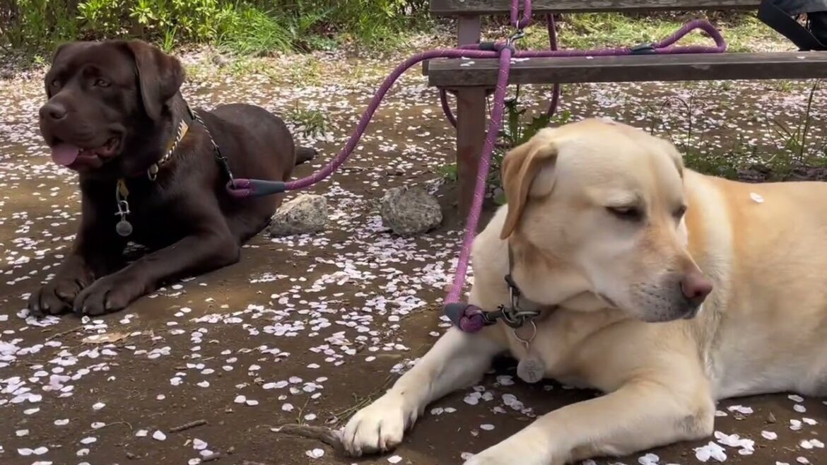 桜🌸満喫昼散歩❣️#ラブラドールレトリバー