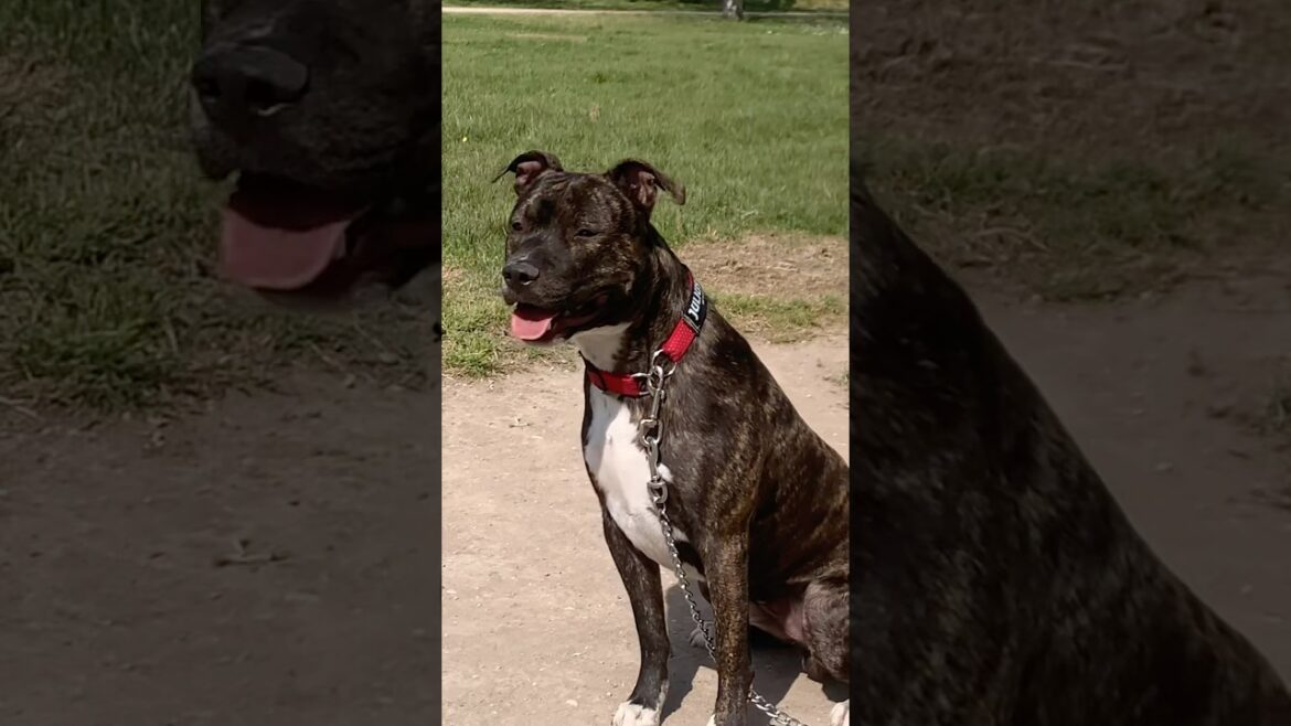 Cutie hero #americanstaffordshireterrier #doghealthtips #dogreels #doghappy #dogwalk #dogowner #dogs