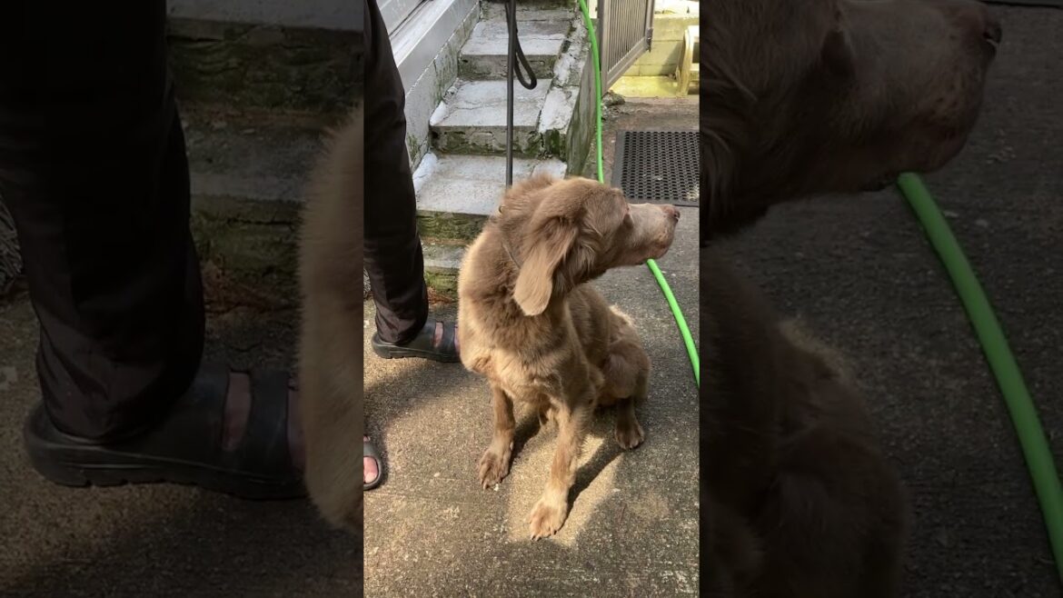 ワイマラナー グレー