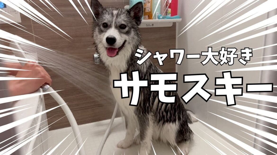 3週間ぶりのシャワーでニッコニコ笑顔なサモスキーがこちらですwwwww