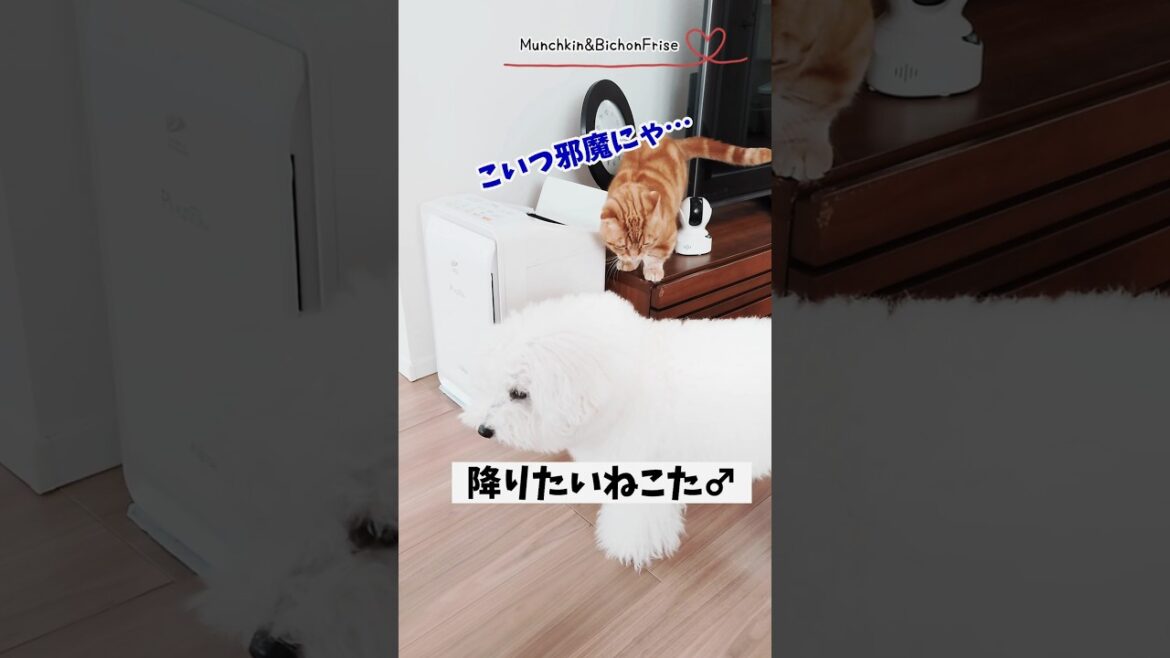 【マンチカン&ビションフリーゼ】短足猫ともふ犬のいつものドタバタ劇 【犬と猫、両方飼ってると毎日かわいい♥】