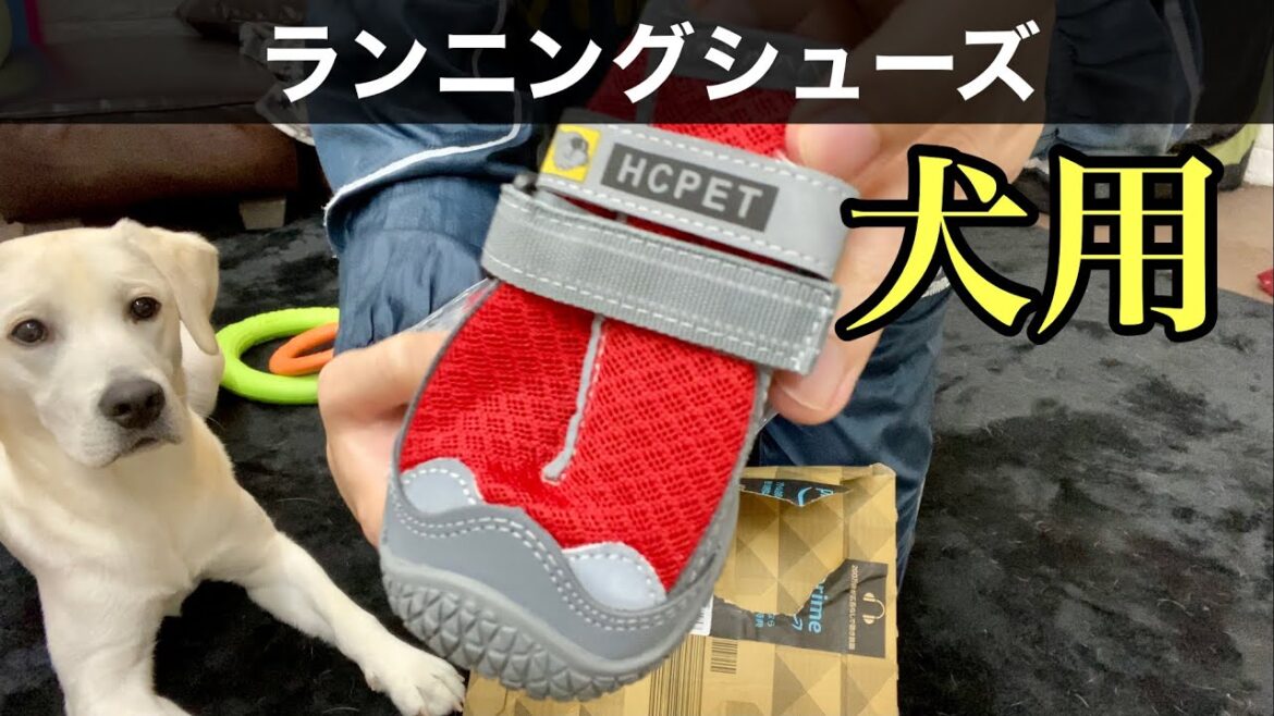 犬用ランニングシューズ！一緒に走りたい方向け！ラブラドールレトリバー Dog running shoes, Labrador retriever