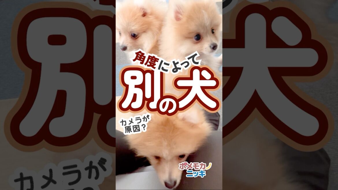 ポメラニアンのモカは角度で別犬🐶 #ポメモカ #癒し #ポメラニアン #可愛い #赤ちゃん ポメラニアンのモカは角度で別犬🐶 #ポメモカ #癒し #ポメラニアン #可愛い #赤ちゃん