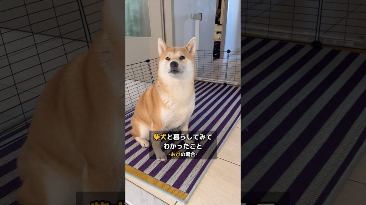クンクン鳴きすぎ！甘えん坊なワンコ #柴犬 #shiba