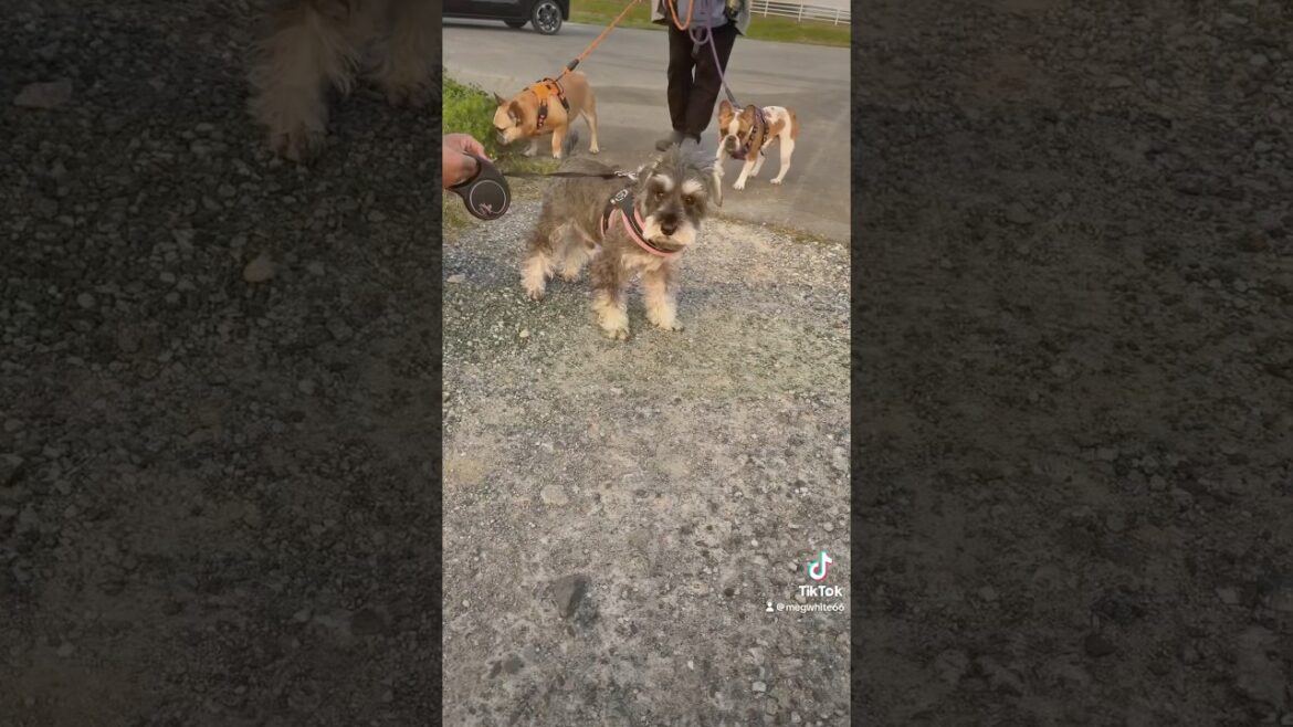 【ミニチュアシュナウザー】【フレンチブルドッグ】久々会ったマブダチ🐕‍🦺🐶🐶❤️#ミニシュナ部 #ミニシュナ #フレブル #犬好きさんと繋がりたい #犬のいる生活 #動物好きさんと繋がりたい
