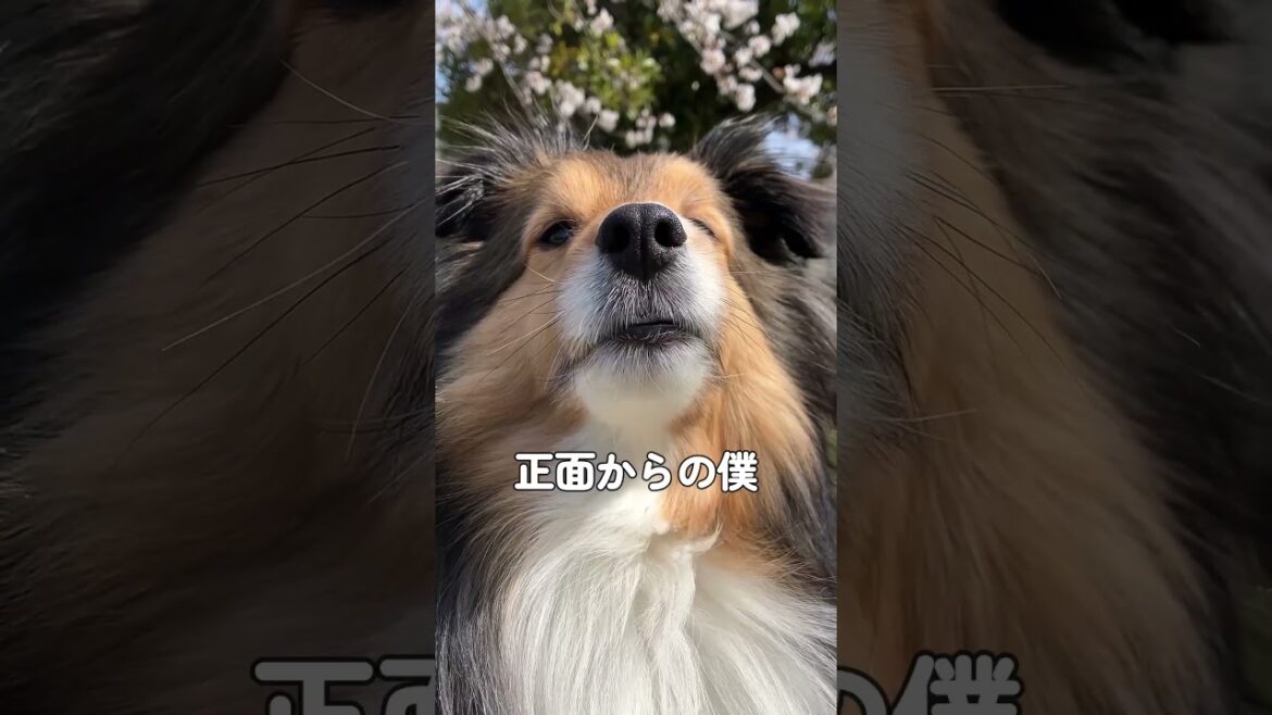 犬とお散歩　 #犬 #シェルティ #可愛い