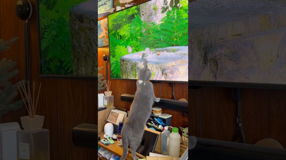 鳥のレストランなつむやま〜【シャルトリューつむやまの森の小さなレストラン日記】 #chartreux #ねこ #シャルトリュー #cat #手嶌葵  #ネコ #森の小さなレストラン #ジブリ