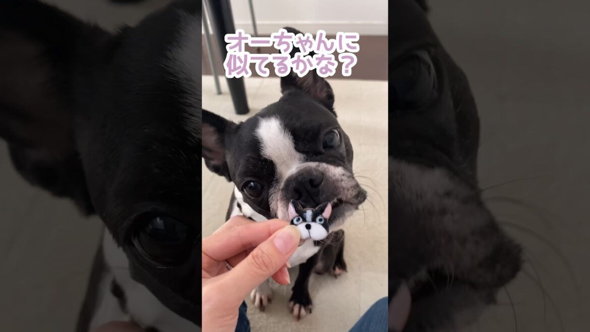 我が家の宝物✨の紹介です💖 #shorts #ボストンテリア #七宝焼