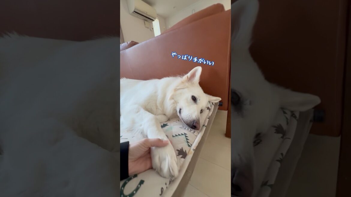 セルフ腕枕よりママと手をつないで寝たい大型犬【ホワイトシェパード】　#shorts