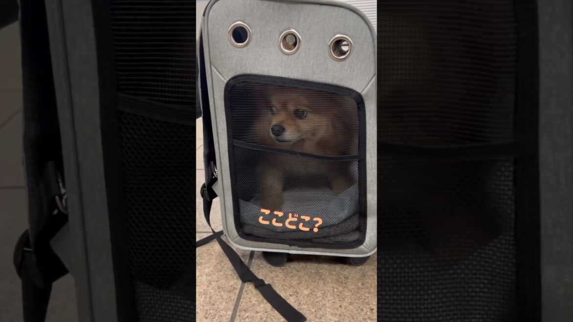 【犬と電車に乗ろうとしたけど】ポメラニアン×チワワ #Shorts #ポメチワ