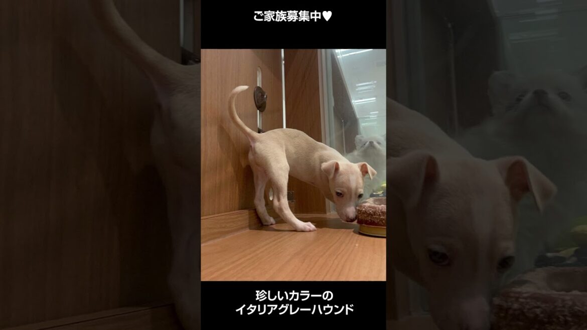 珍しいカラーのイタリアングレーハウンド 🐩【横浜ペットショップ ベルドック】#shorts #犬のいる暮らし #イタリアングレーハウンド