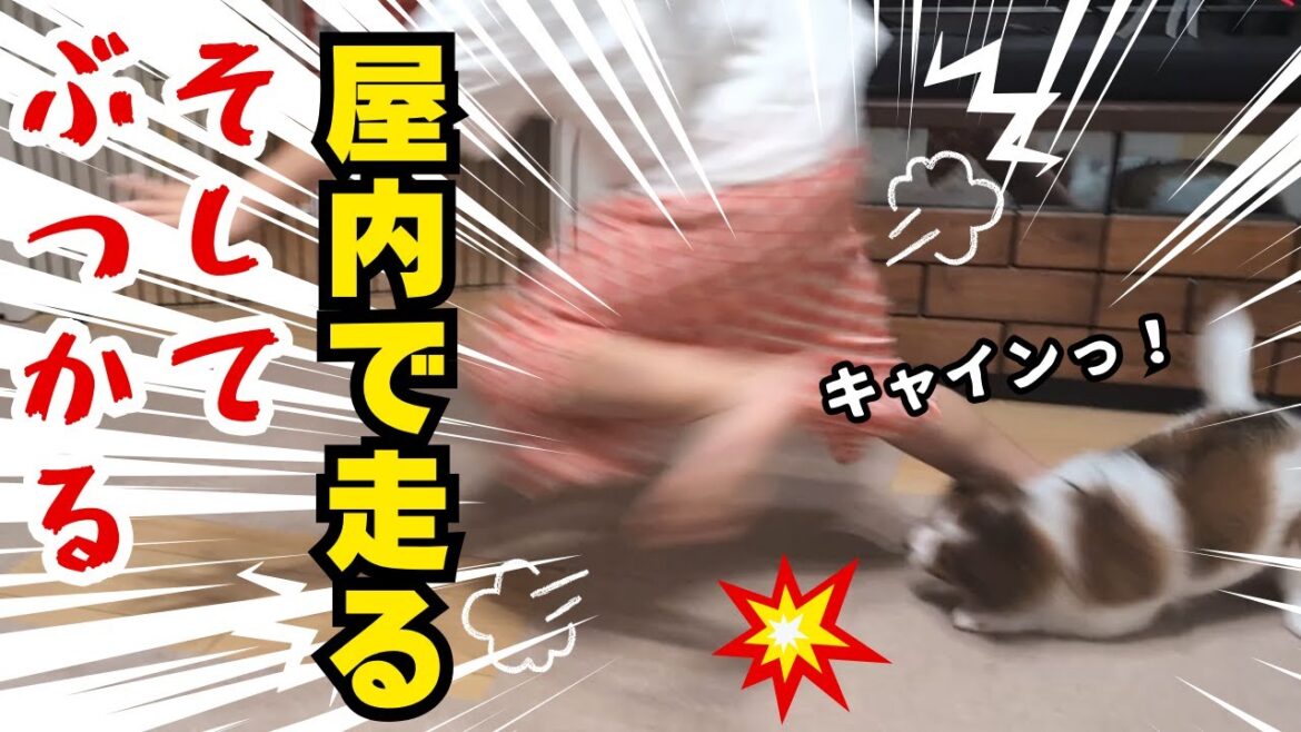 #5 狭い家でも走り廻れる・・・でも危険！  #puppy #コーイケルホンディエ #コイケル #癒し #可愛い #犬のいる生活 #仔犬