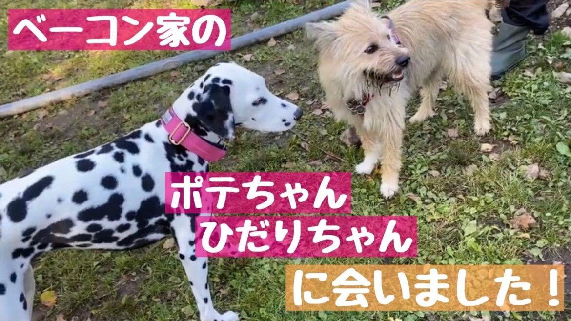 【ドッグラン】ベーコン家のポテちゃんとひだりちゃんとご対面。#ダルメシアン#子犬#犬