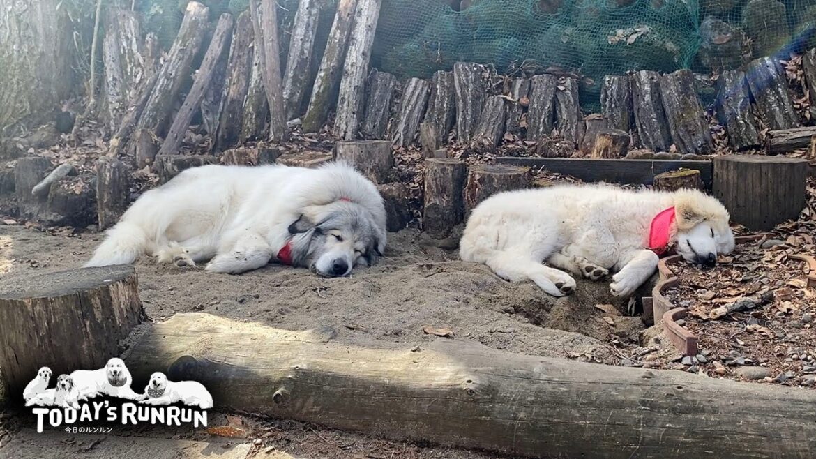 春の陽気で気持ちよさそうにお昼寝をするアランとベルとリリーです　Great Pyrenees　グレートピレニーズ