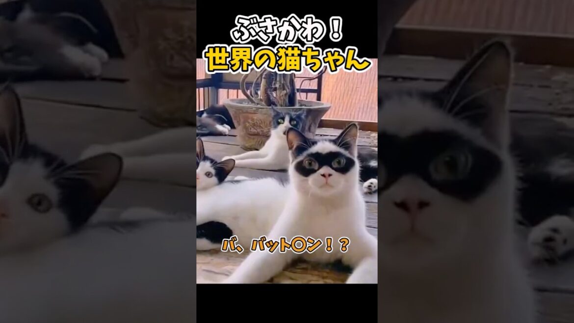 【癒し】ブサかわ！！  #猫 #かわいい#猫 #猫のいる暮らし #ペット #可愛い #癒し #動物 #cat #動物プロダクション #ネコ