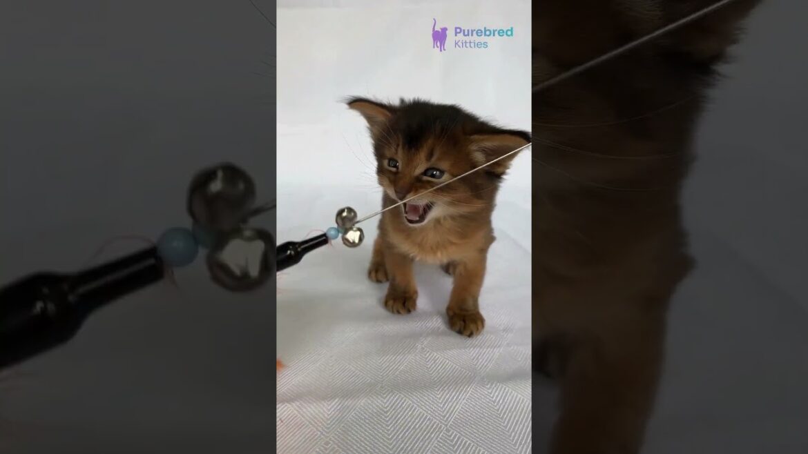 Adopt Urban – Adorable Ruddy Somali Kitten with Captivating Yellow Eyes! 😻 #somalicats #cat #fyp