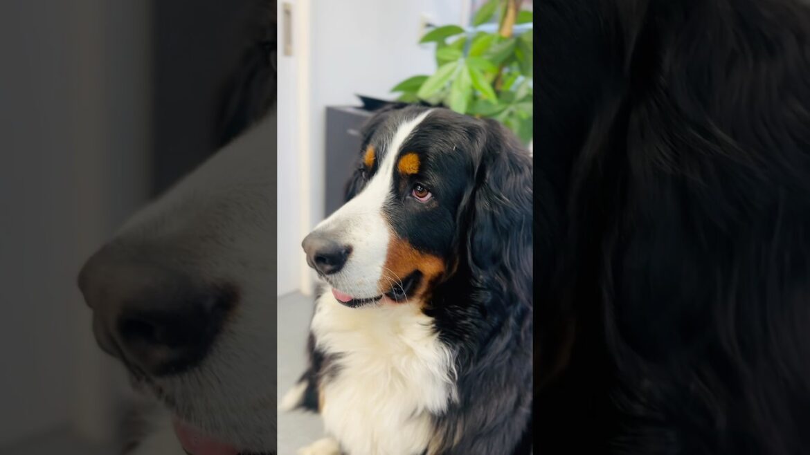 動物病院でかわいいお友達ができたバーニーズ🐾