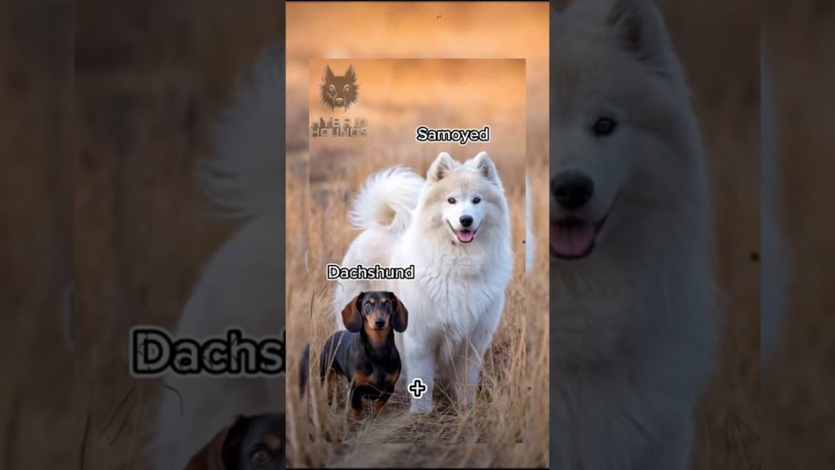 3 Insane Dog Hybrids You Won’t Believe Exist! 🐶💥 #shorts #doglover