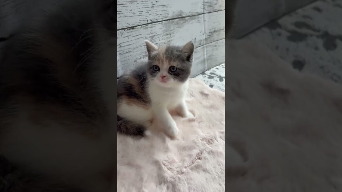 スコティッシュフォールド とてもキュートなBABY GIRL🩷🩷(毛色:ダイリュートキャリコ) スコティッシュフォールド とてもキュートなBABY GIRL🩷🩷(毛色:ダイリュートキャリコ)