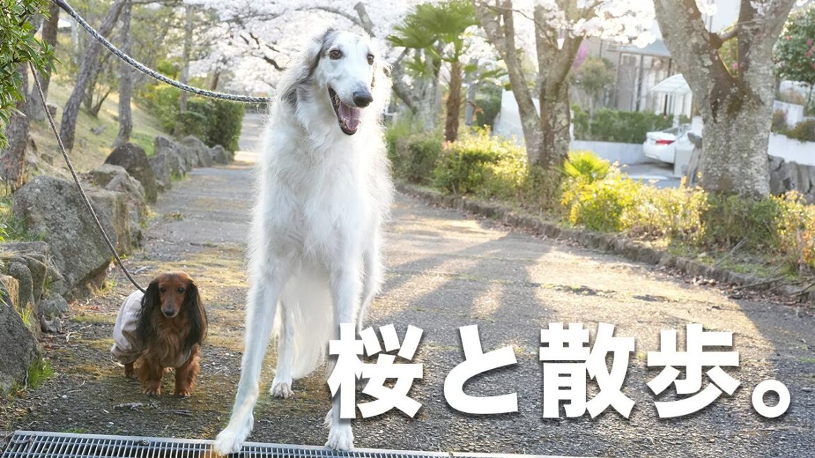 【お花見】桜がとてもキレイだったので、ボルゾイ達とカメラを持ってお花見散歩に行きました♪