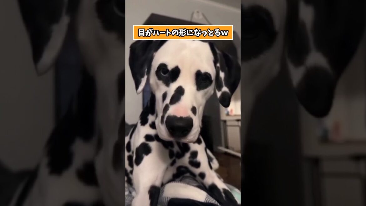 ダルメシアンさんの動画見て笑ったら寝ろwww　#ダルメシアン #笑える #犬のいる生活