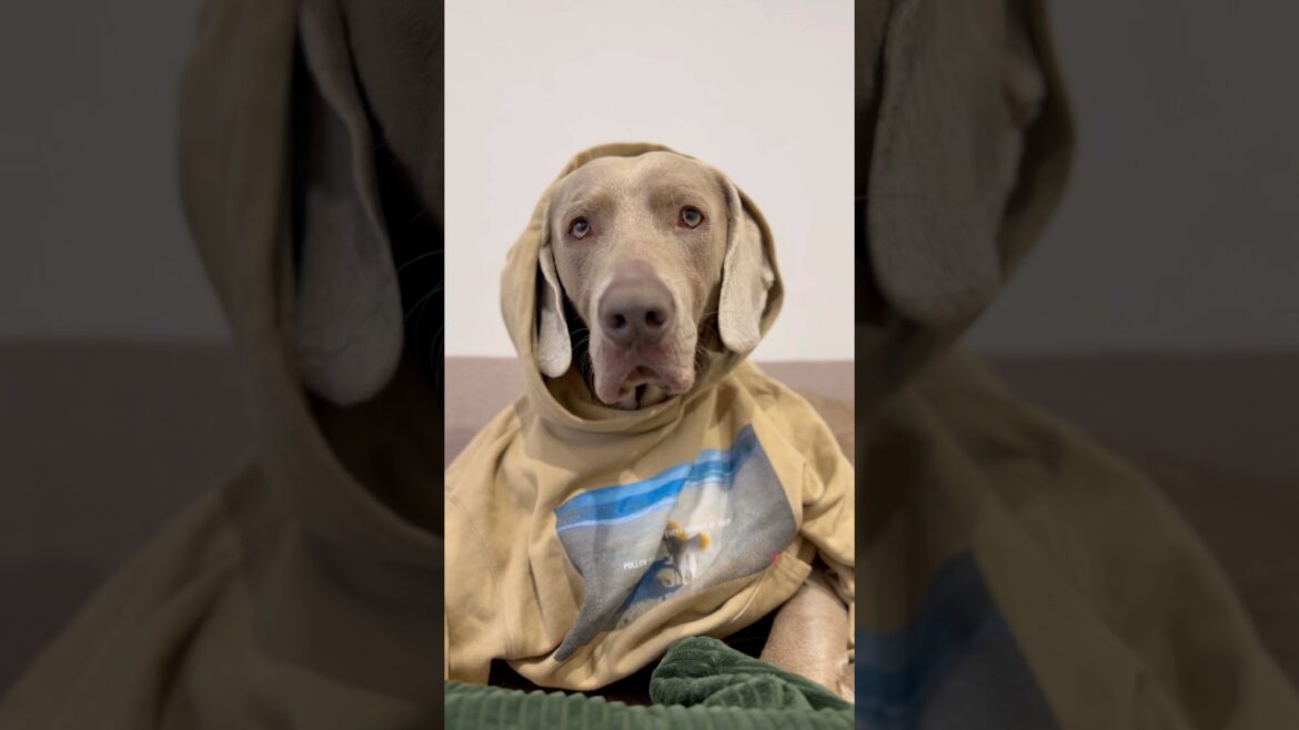 パパのパーカーを着こなす愛犬#大型犬 #ワイマラナー