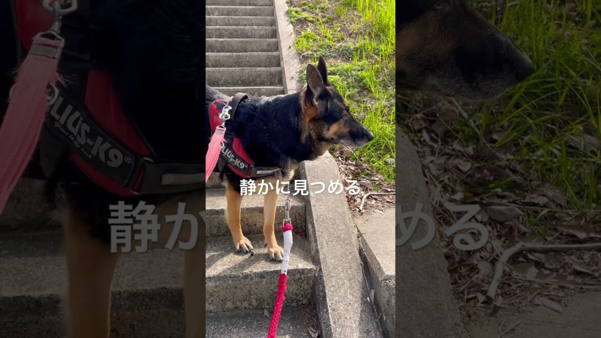静かに見つめるシェパード #gsd #germanshepherd #shepherd #シェパード #大型犬 #野良猫 #散歩