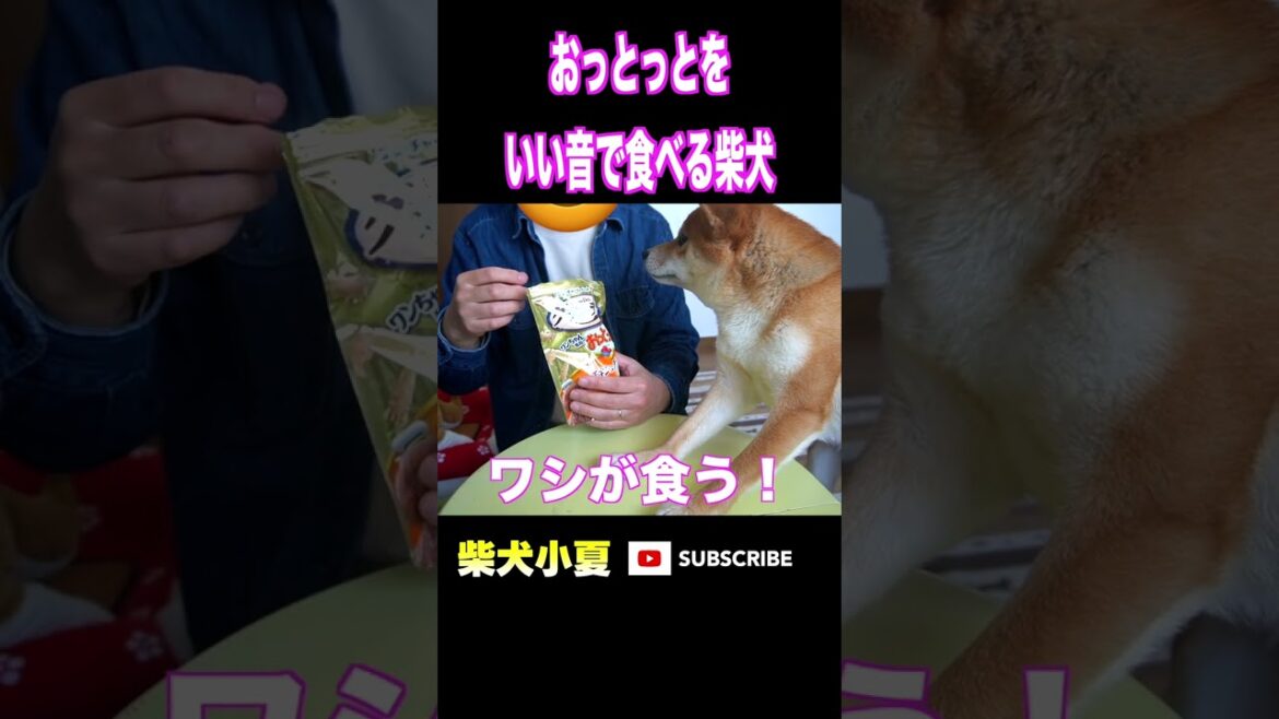 おっとっとをいい音で食べる柴犬#神戸 #柴犬 #shiba