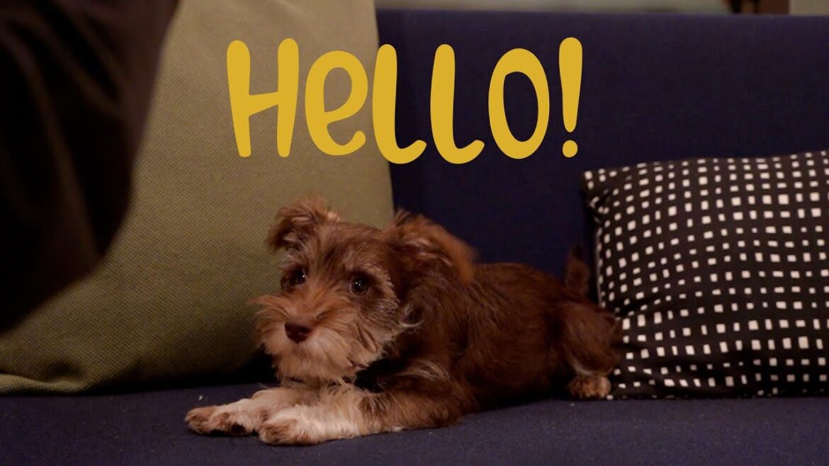 【お迎え初日】｜ミニチュアシュナウザーの子犬をお迎えしました|子犬|日常vlog |新しい家族